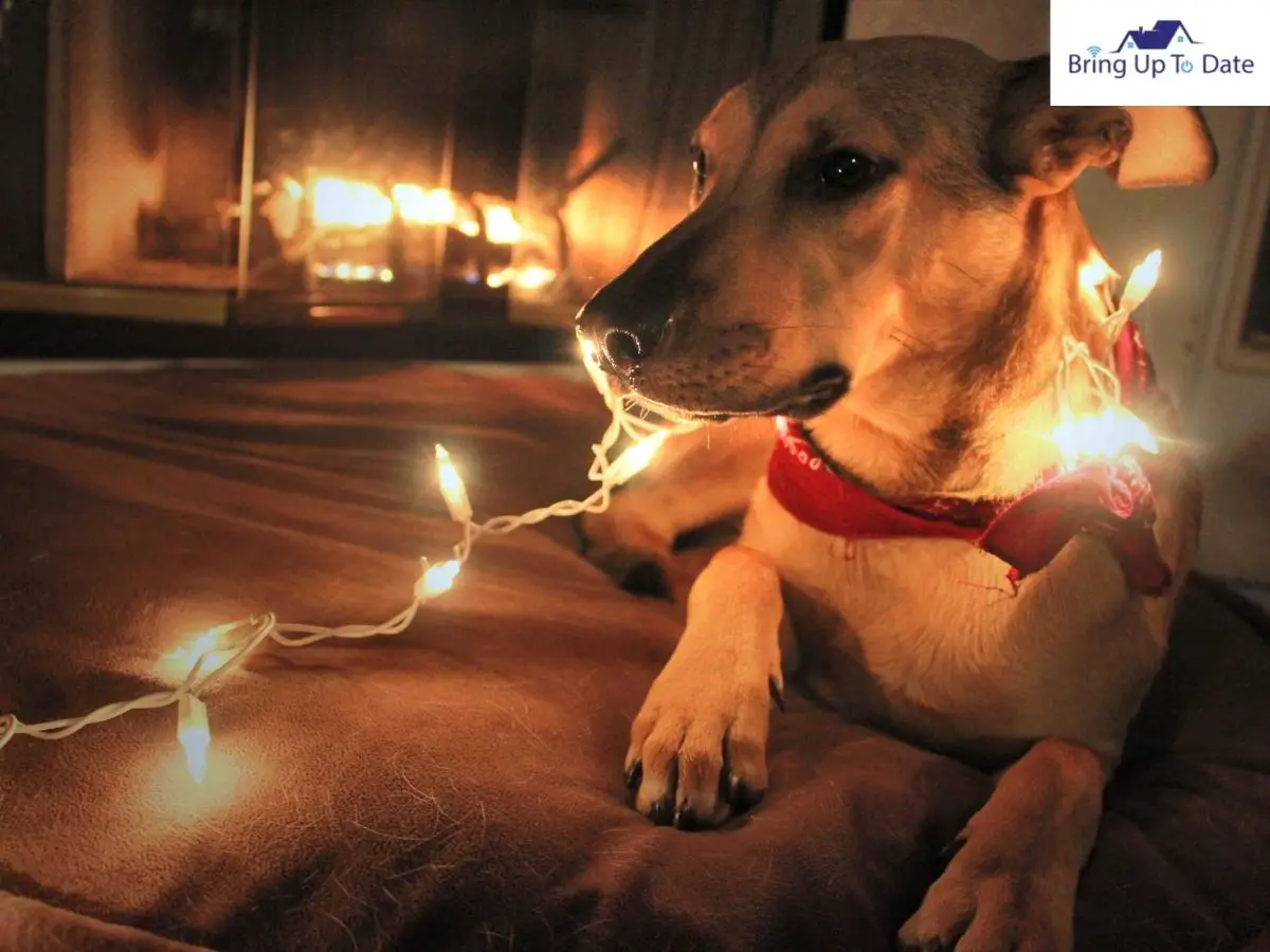 Are LED Lights Bad For Dogs?