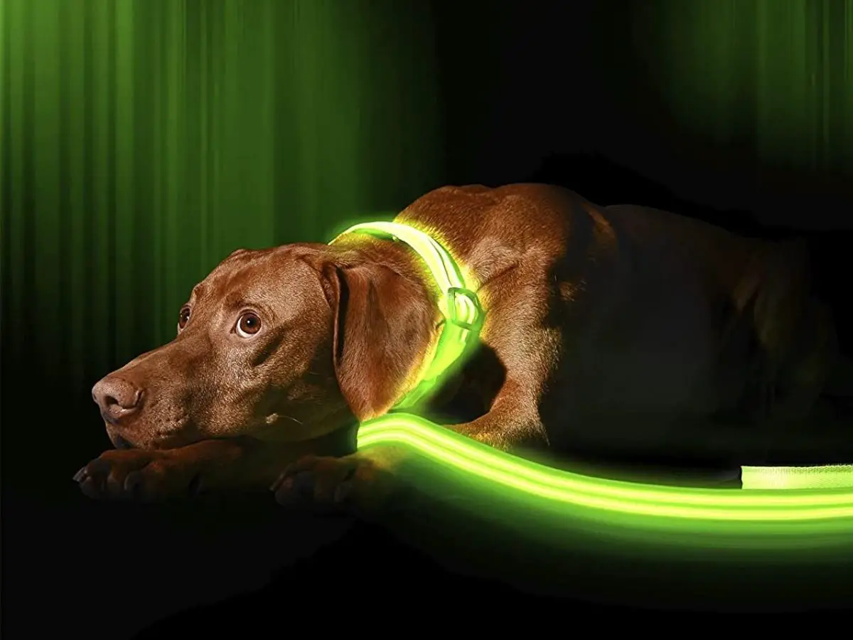 Do Dogs Change Their Behavior Upon Exposure To LED Lights?