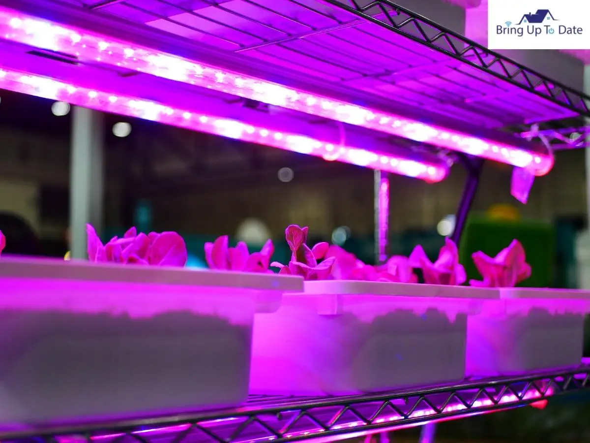 Everything About LED Grow Lights! Including Our Best Picks!Everything About LED Grow Lights! Including Our Best Picks!